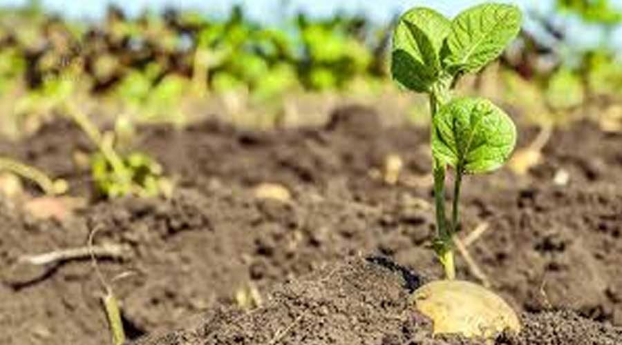 توسعه کشاورزی پایدار با مدیریت بقایای گیاهی