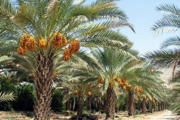 دعوت مدیر جهاد کشاورزی آبادان از نخلداران برای مشارکت در طرح فراگیر بیمه تنه نخیلات