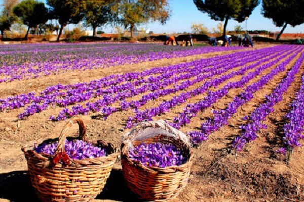 آغاز عملیات توسعه و کشت زعفران در خوزستان