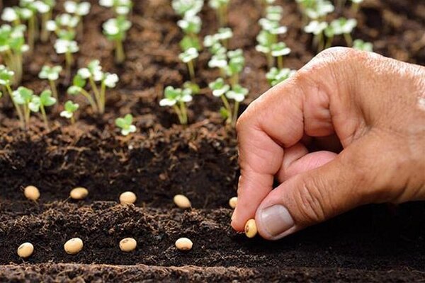 تداوم حمایت از کشت پاییزه با صدور حواله کودهای کشاورزی در شهرستان کارون