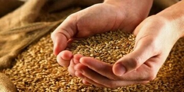 خبر جدید برای گندم‌کاران/ قیمت واقعی گندم اعلام شد