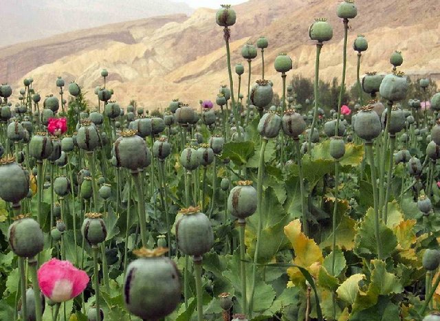 سخنگوی‌ کمیسیون بهداشت: کشت خشخاش در کشور بر قیمت دارو تاثیر گذار است