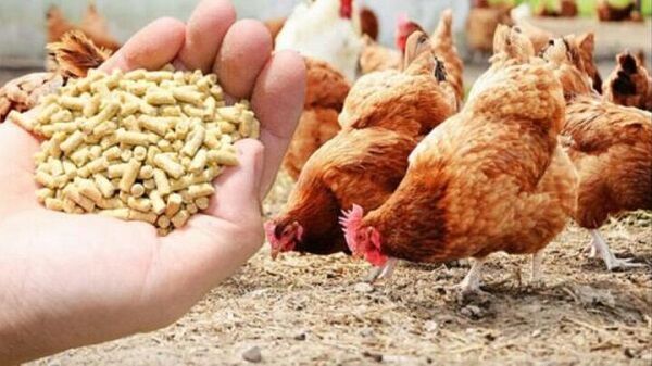 آغاز پرداخت اعتبار ویژه خرید نهاده‌ دام و طیور خرد روستایی و عشایری در خوزستان ‌