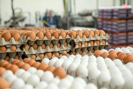قیمت تخم مرغ درب واحدهای تولیدی به ۱۱۰ هزار تومان رسید