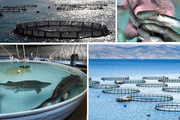مدیرکل شیلات خوزستان؛ استقرار قفس‌های پرورش ماهی در بحرکان با ظرفیت ۲۰۰۰ تن