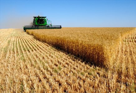 برگزاری روز مزرعه گندم با محوریت بررسی نیاز کودی