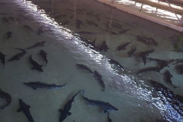 مدیرکل سرمایه‌گذاری استانداری خوزستان؛تسهیلات در سطح وزراتخانه و باهماهنگی استان‌ها تخصیص یابد